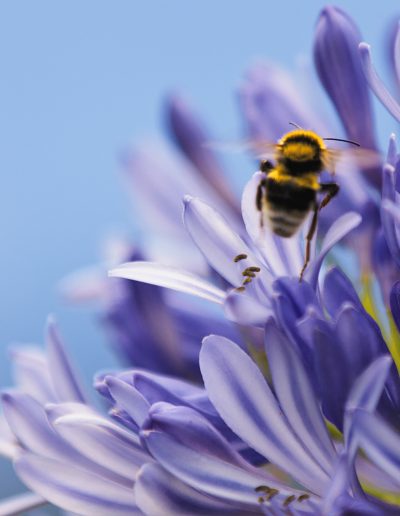 Biene, Hummel, Wespe, Blume, Lila, Blüte, Fliegen